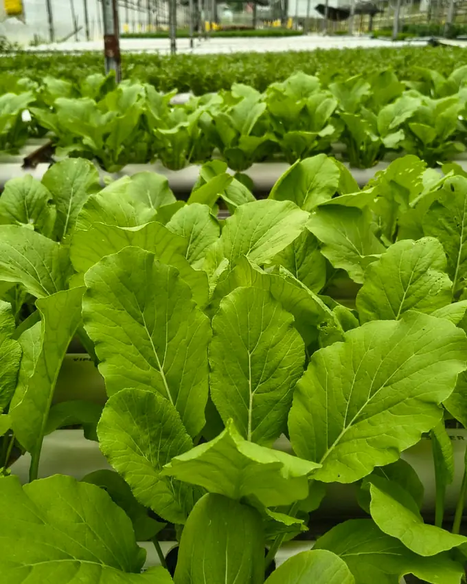 Caisim berdaun lebar tumbuh rapat di talang hidroponik dalam greenhouse