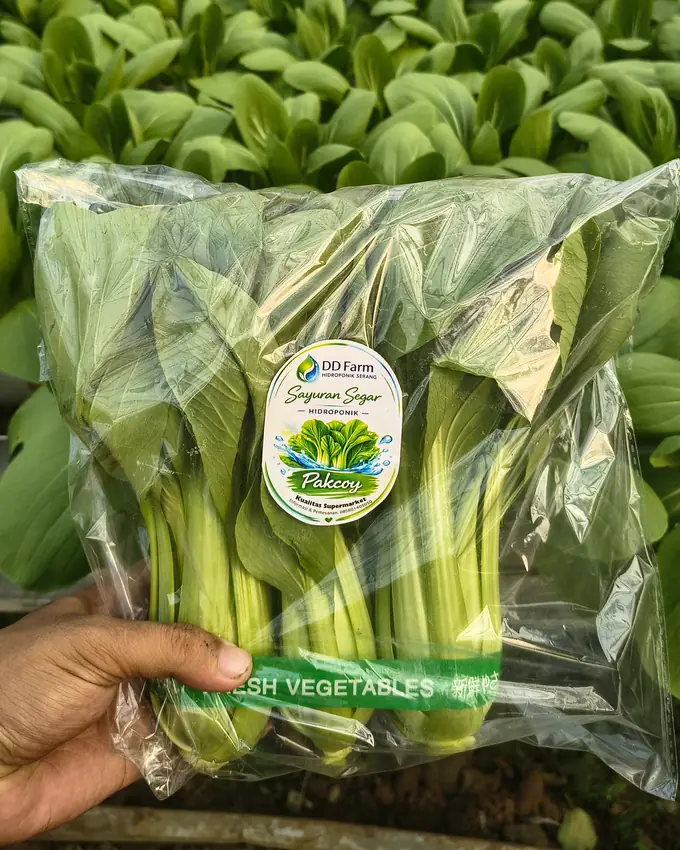 Pakcoy dalam kemasan berlabel DD Farm, dipegang di depan barisan pakcoy di dalam greenhouse