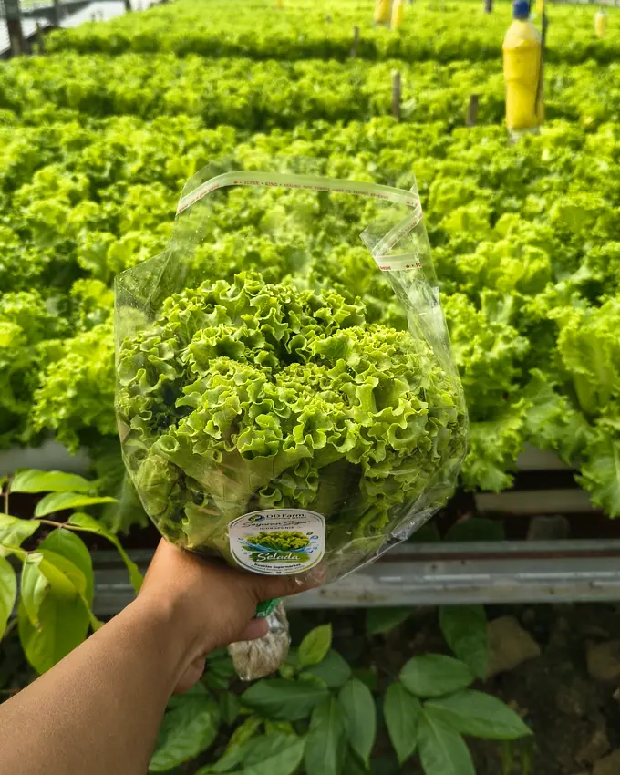 Selada keriting dalam kemasan berlabel DD Farm, dipegang di depan hamparan selada di dalam greenhouse