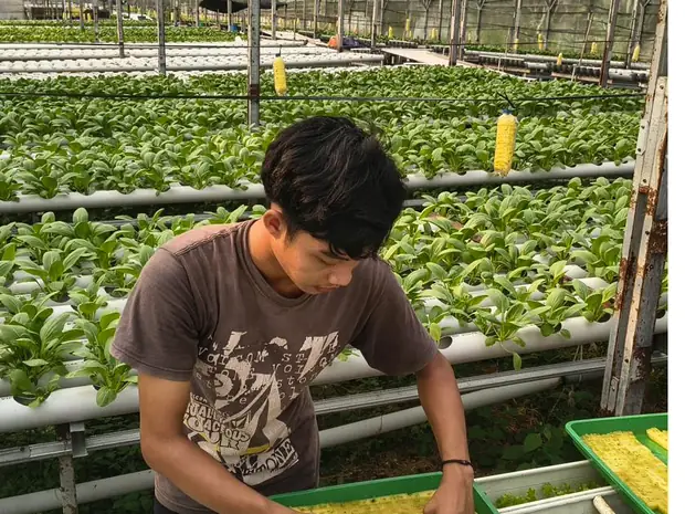 Petani memindahkan bibit dari tray semai ke talang instalasi hidroponik